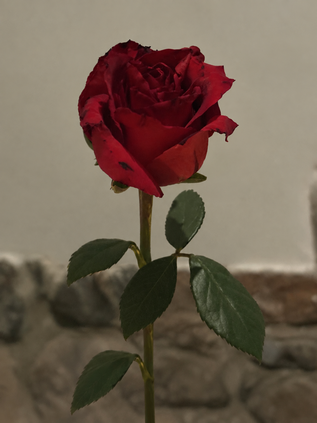 A deep red rose